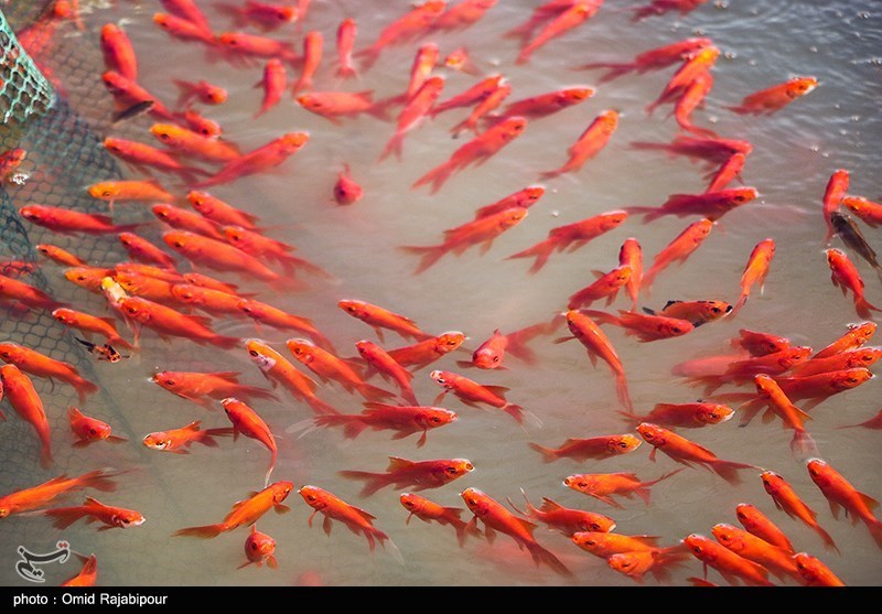 پرورش ماهی قرمز در گیلان/ گزارش تصویری