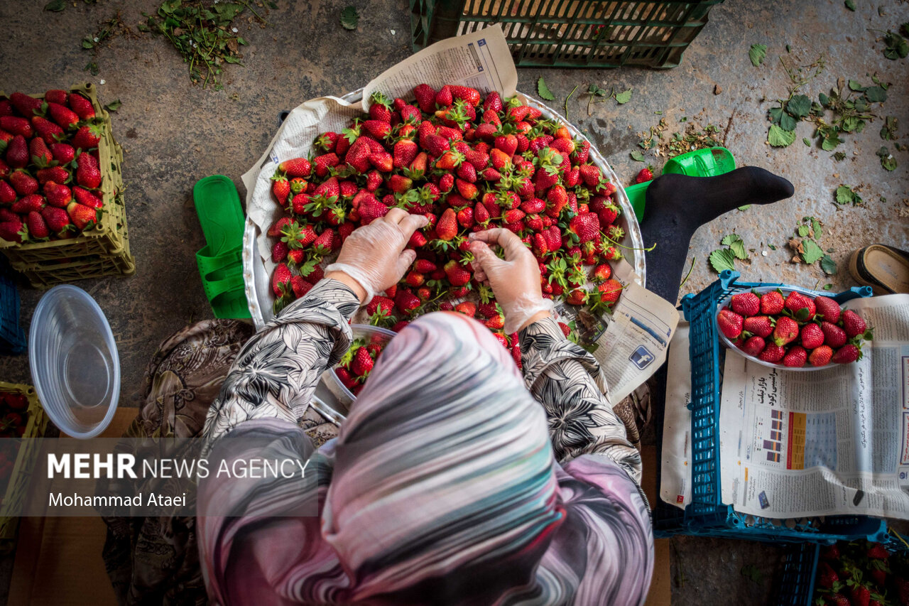 آغاز برداشت توت فرنگی در گلستان/ گزارش تصویری