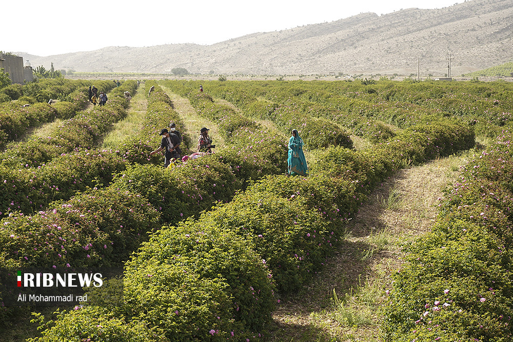 جشنواره گل و گلاب میمند استان فارس/ گزارش تصویری