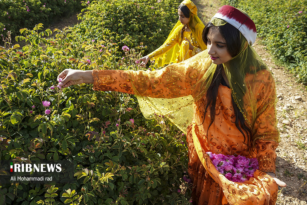 جشنواره گل و گلاب میمند استان فارس/ گزارش تصویری