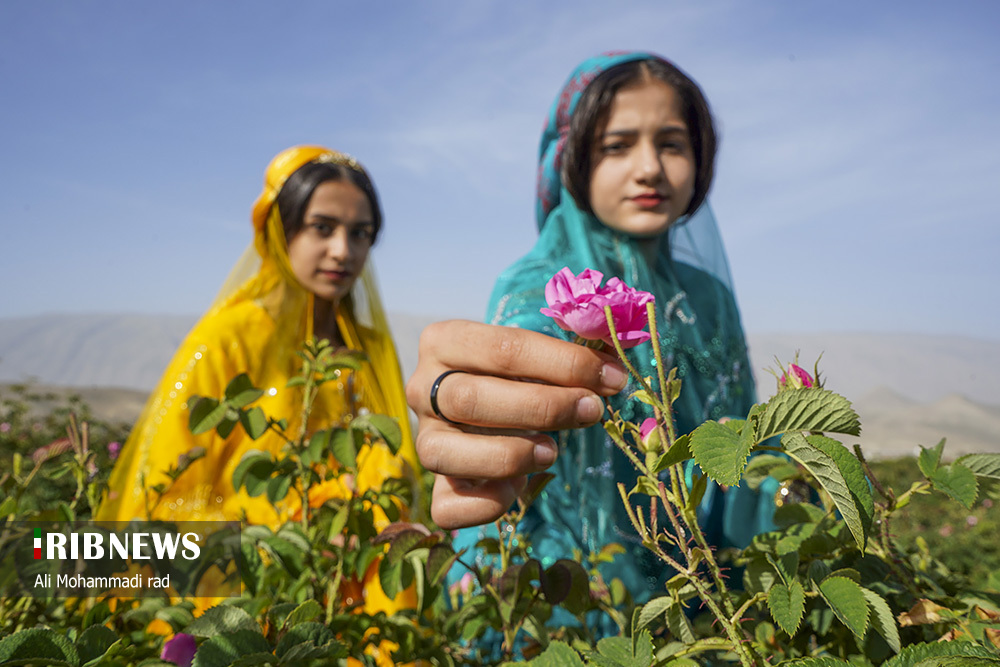 جشنواره گل و گلاب میمند استان فارس/ گزارش تصویری