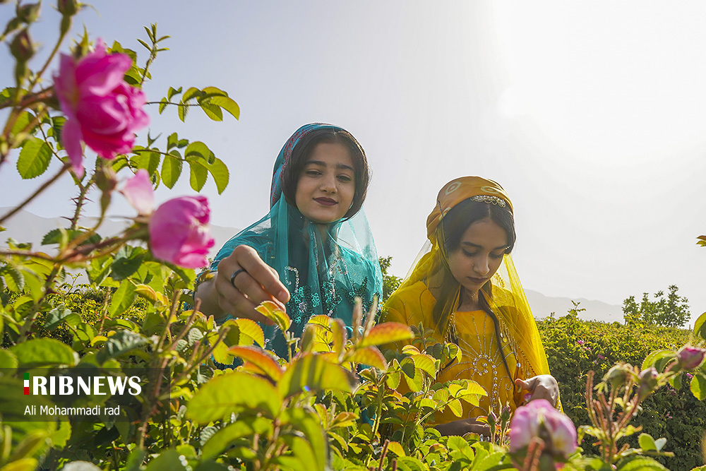 جشنواره گل و گلاب میمند استان فارس/ گزارش تصویری