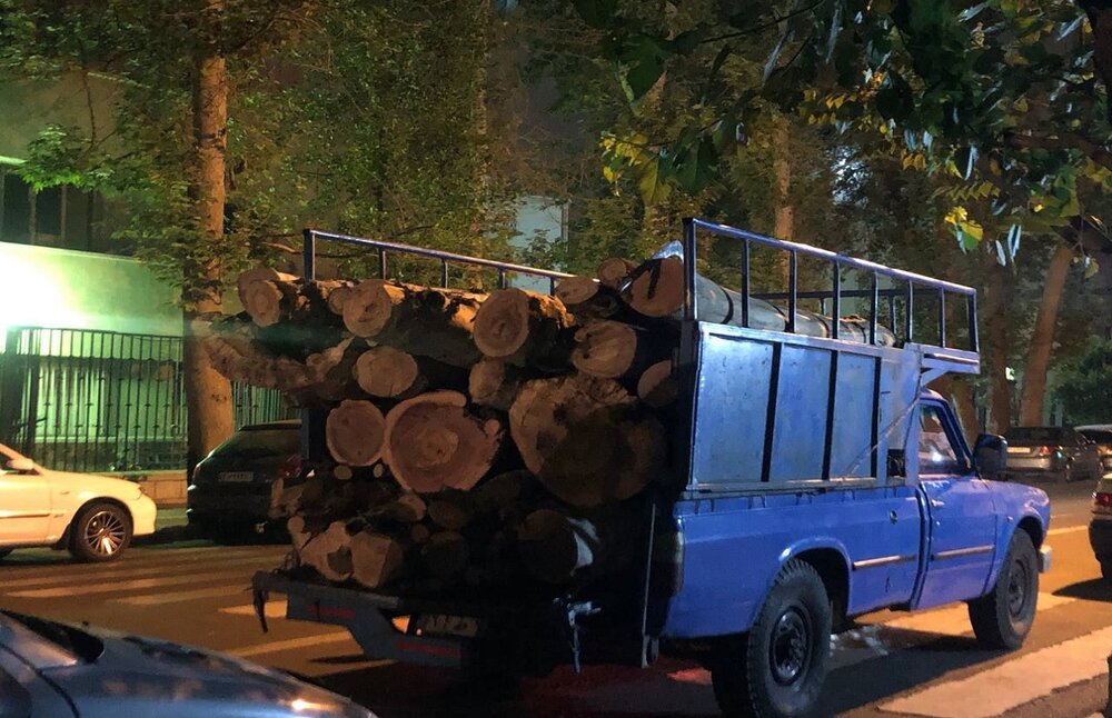 قطع شبانه درختان خیابانی در منطقه ۶ تهران
