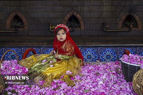 جشنواره گل و گلاب میمند/ گزارش تصویری