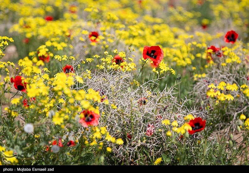 طبیعت بهاری منطقه تاریخی کاظم داشی ارومیه/ گزارش تصویری