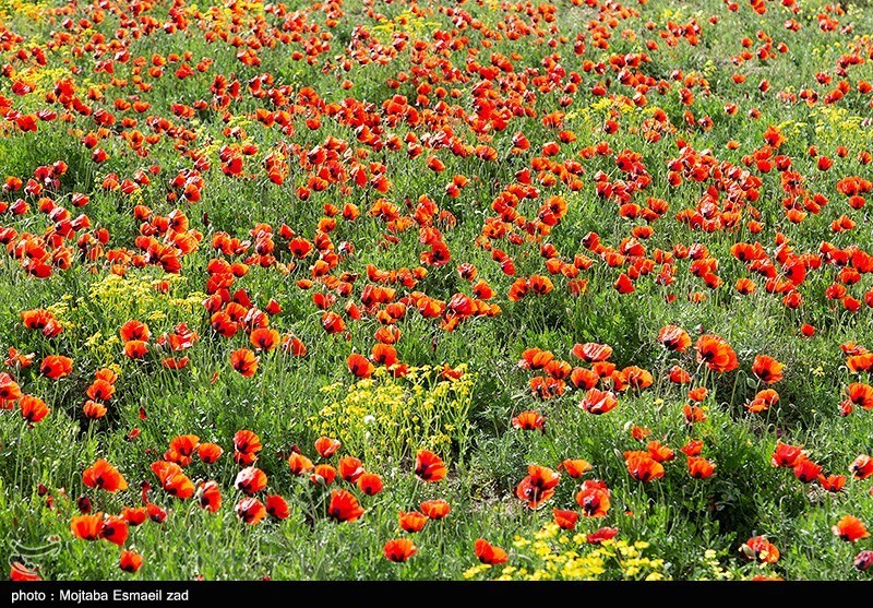 طبیعت بهاری منطقه تاریخی کاظم داشی ارومیه/ گزارش تصویری