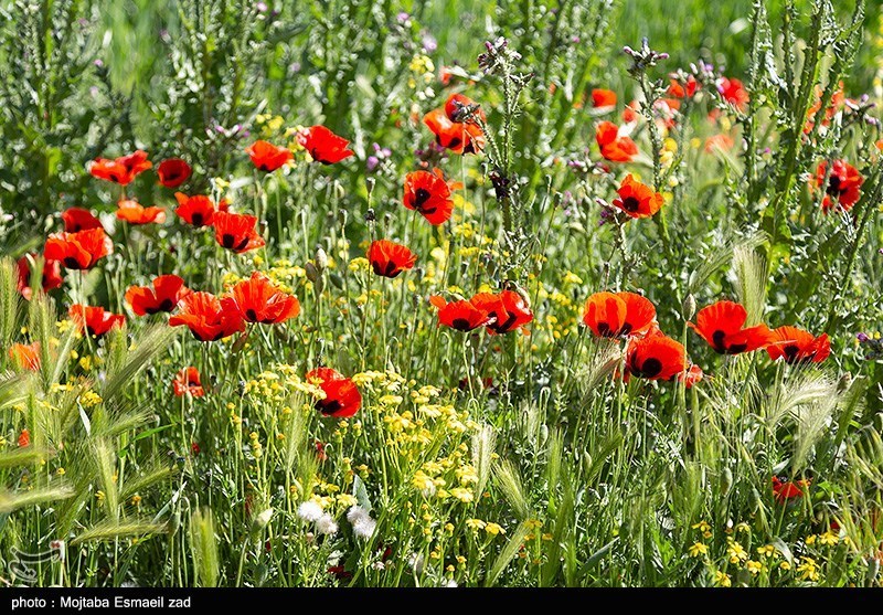 طبیعت بهاری منطقه تاریخی کاظم داشی ارومیه/ گزارش تصویری