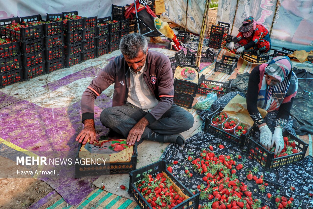 برداشت توت فرنگی در بهنمیر/ گزارش تصویری