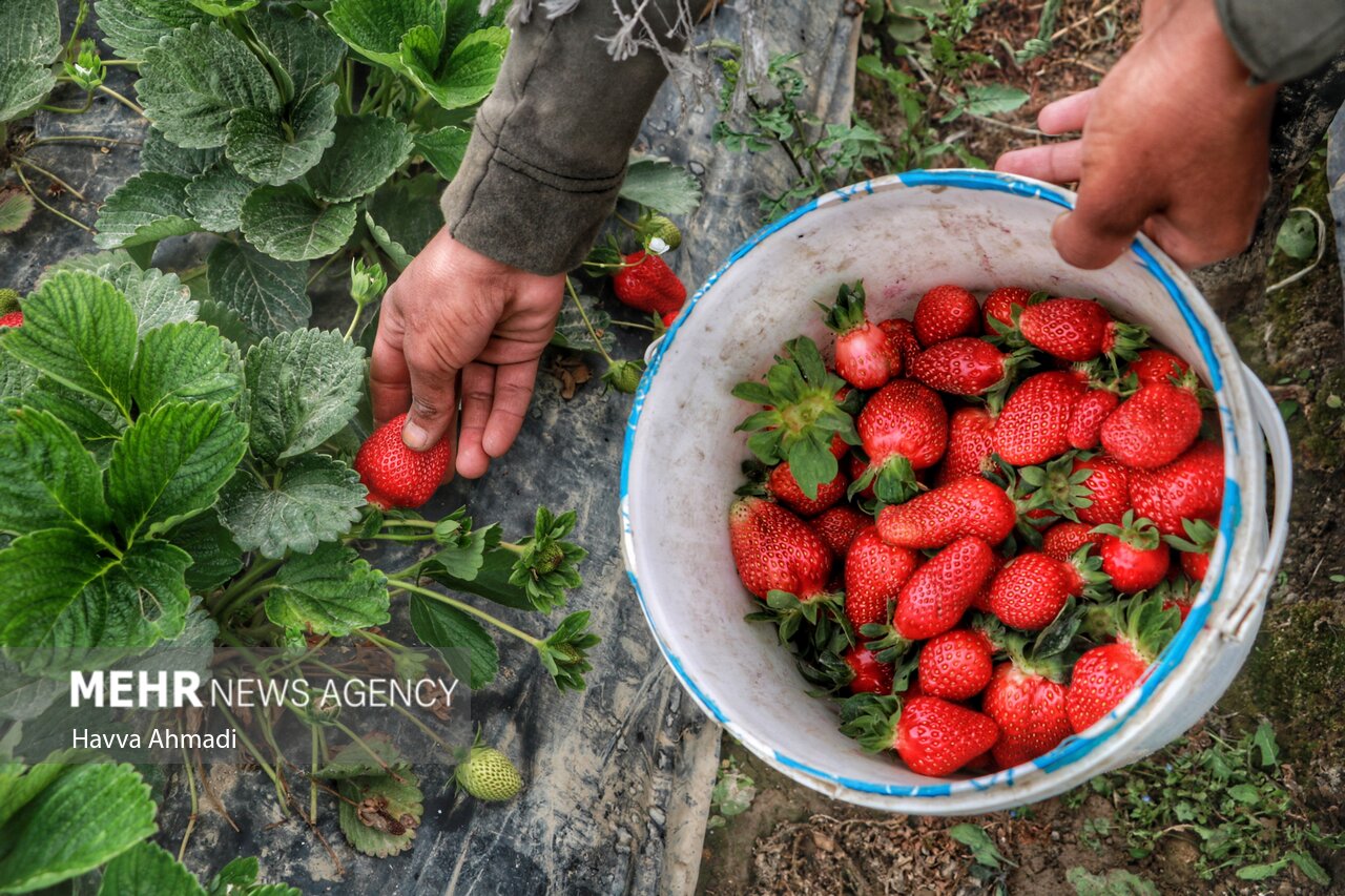 برداشت توت فرنگی در بهنمیر/ گزارش تصویری