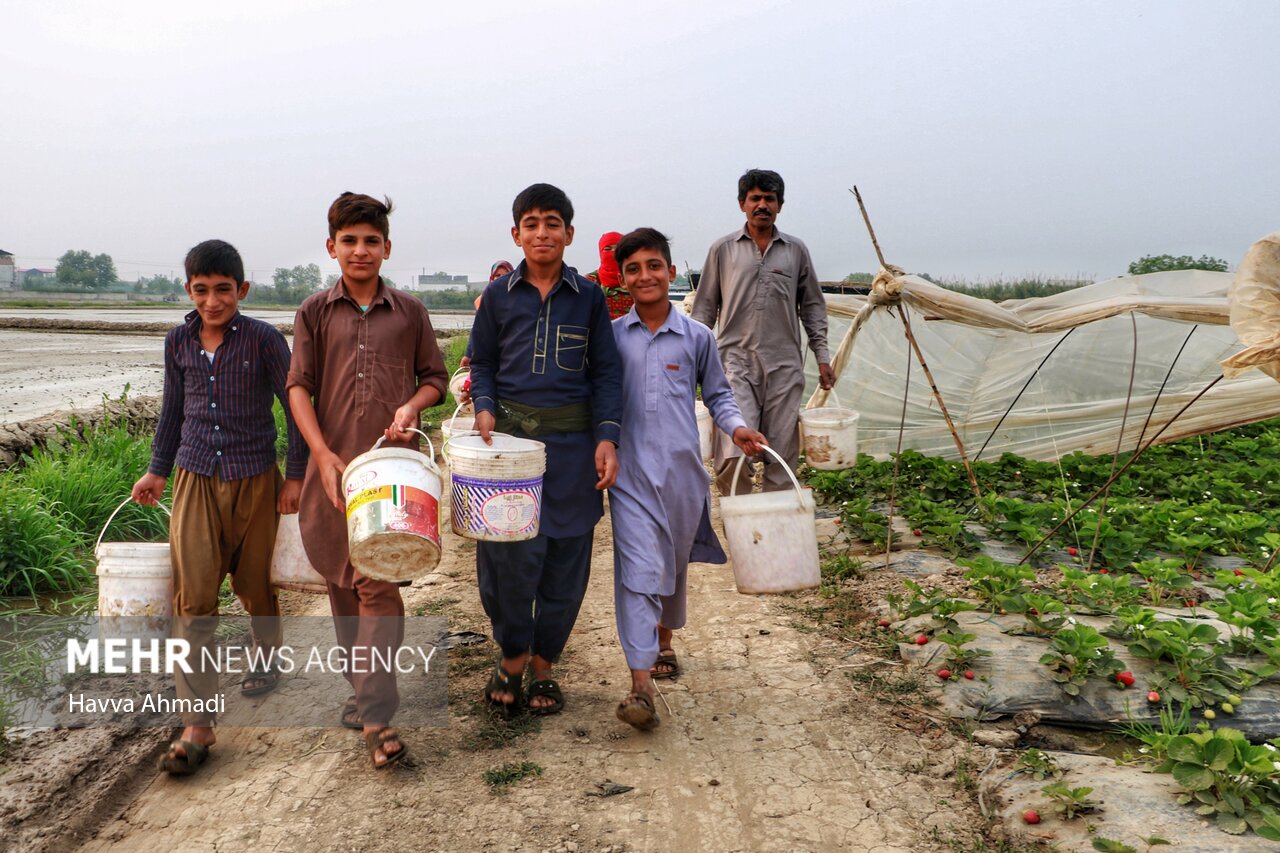 برداشت توت فرنگی در بهنمیر/ گزارش تصویری