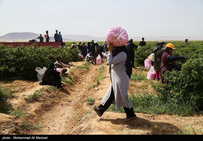 برداشت گل محمدی در قم/ گزارش تصویری