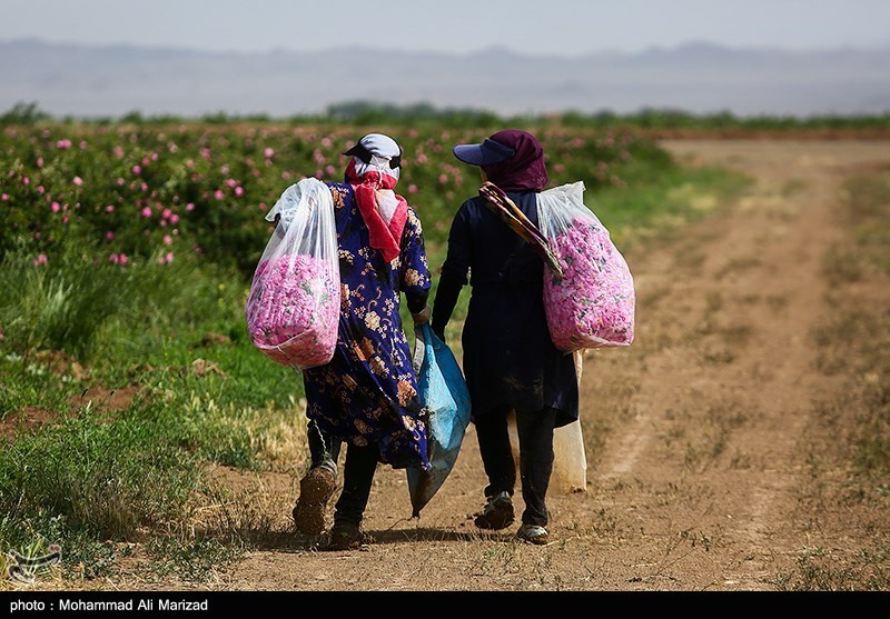 برداشت گل محمدی در قم/ گزارش تصویری