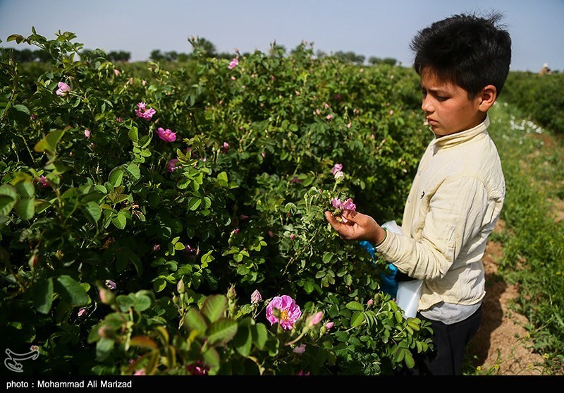 برداشت گل محمدی در قم/ گزارش تصویری