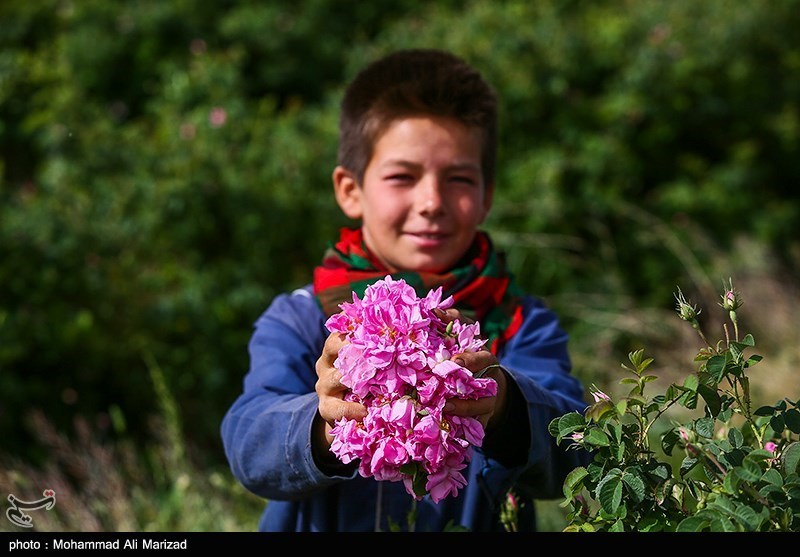 برداشت گل محمدی در قم/ گزارش تصویری