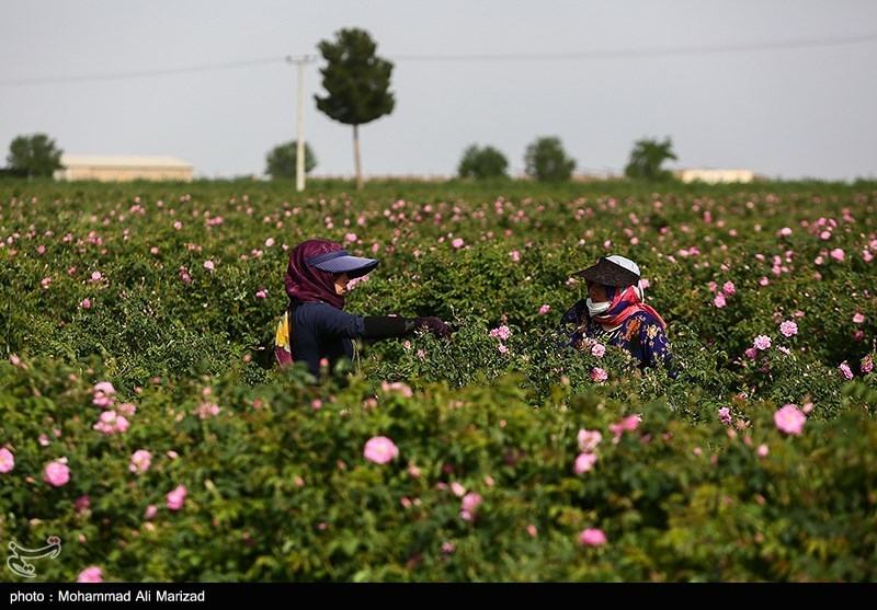 برداشت گل محمدی در قم/ گزارش تصویری