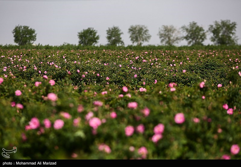 برداشت گل محمدی در قم/ گزارش تصویری