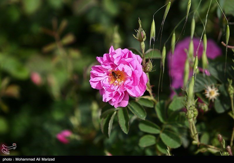 برداشت گل محمدی در قم/ گزارش تصویری
