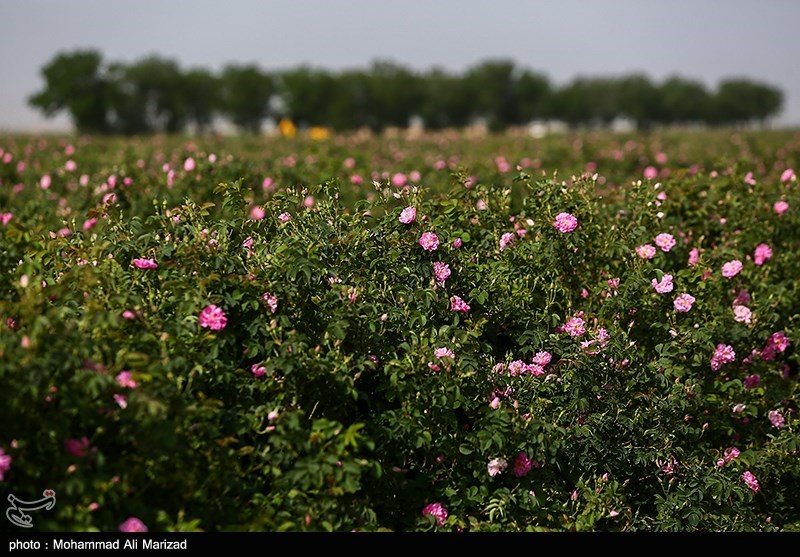 برداشت گل محمدی در قم/ گزارش تصویری