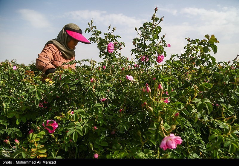 برداشت گل محمدی در قم/ گزارش تصویری