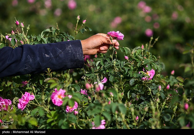 برداشت گل محمدی در قم/ گزارش تصویری