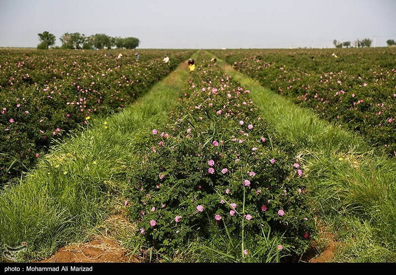 برداشت گل محمدی در قم/ گزارش تصویری