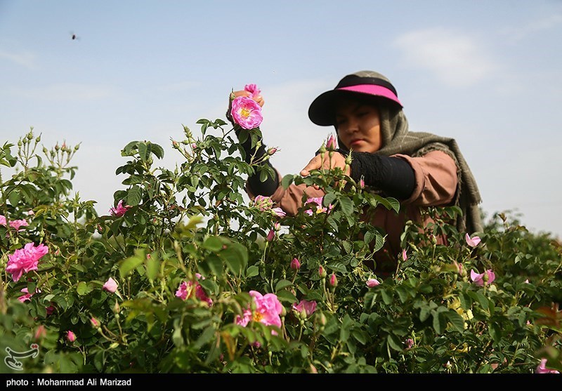 برداشت گل محمدی در قم/ گزارش تصویری