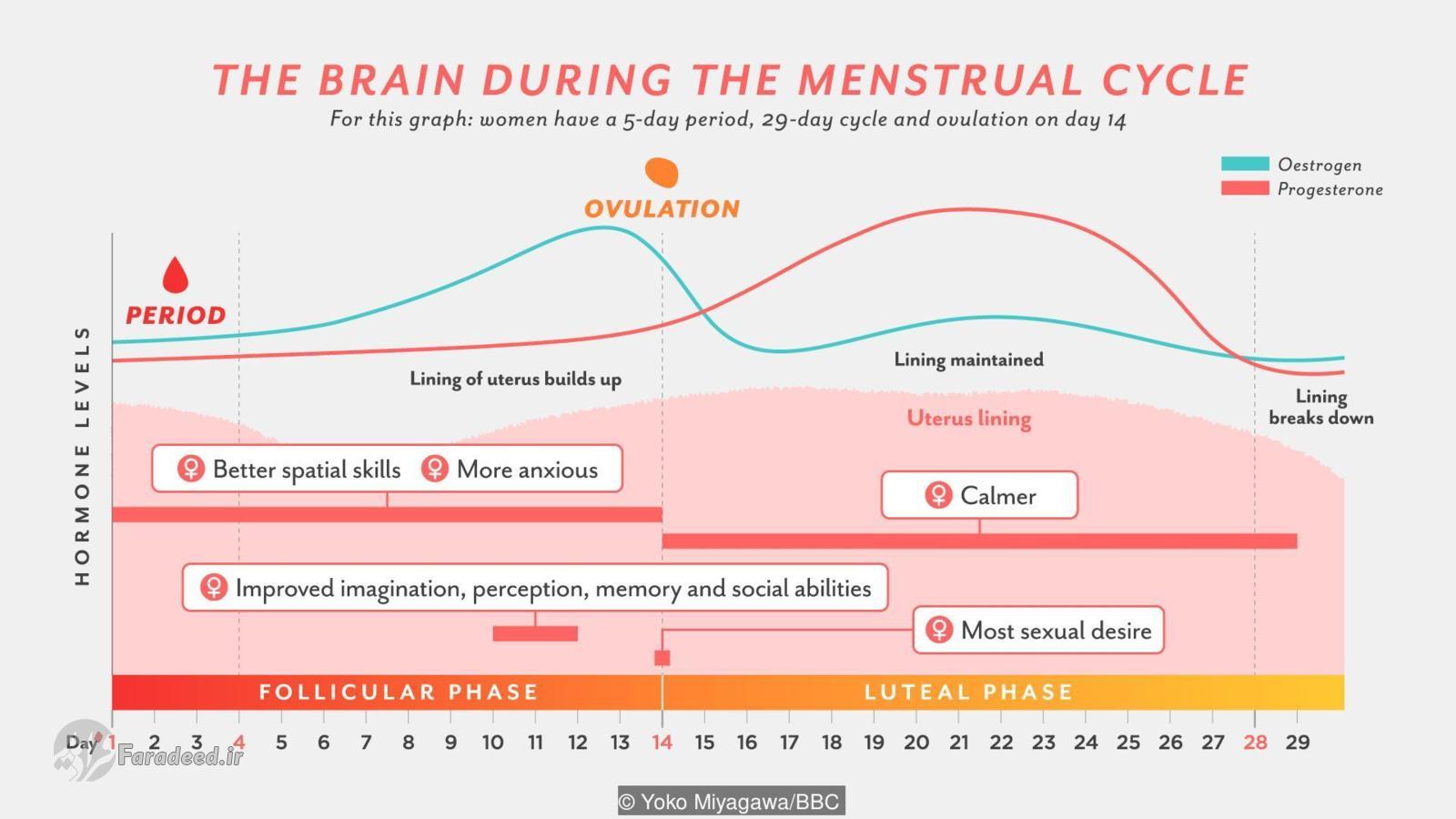 چگونه مغز زنان هر ماه تغییر می‌کند