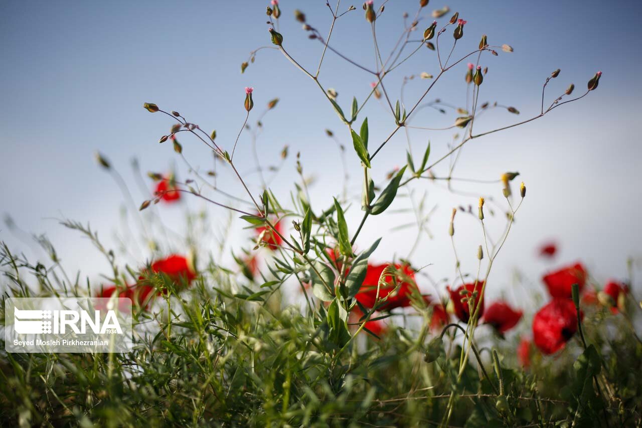 دشت گل‌های شقایق در سنندج/ گزاش تصویری