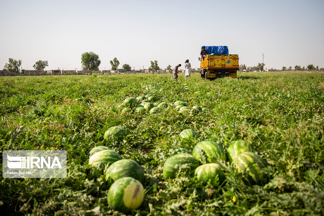 برداشت محصول در جازموریان/ گزارش تصویری