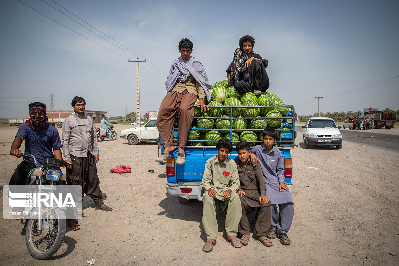 برداشت محصول در جازموریان/ گزارش تصویری