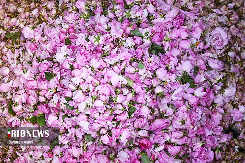 جشنواره گل و گلاب در بوستان آب و آتش/ گزارش تصویری