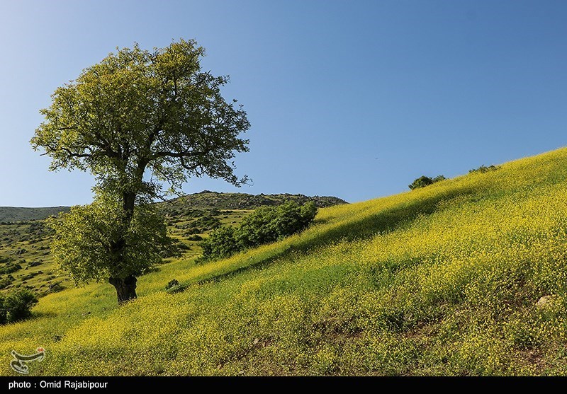 طبیعت بهاری اشکوارت رحیم آباد/ گزارش تصویری