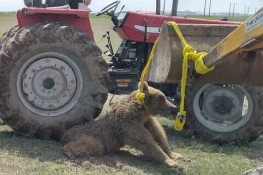 کشتن یک خرس در اردبیل بعد از تلف شدن پلنگ مازندران