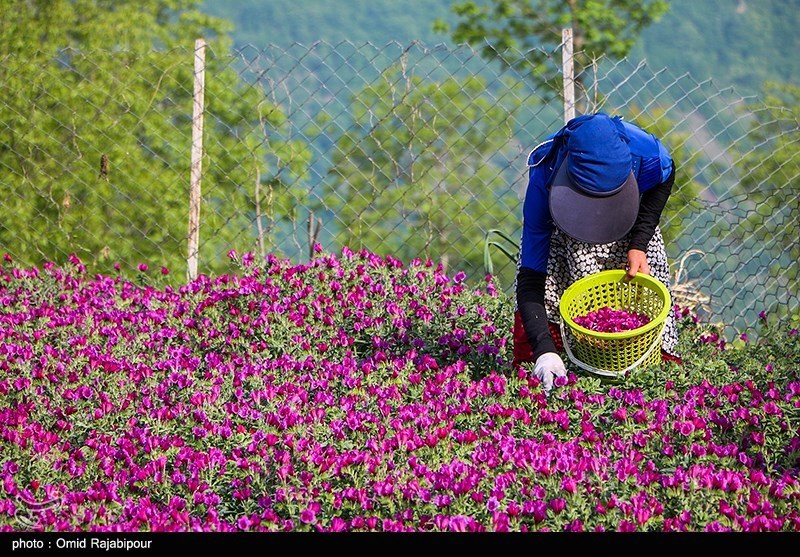 «اشکورات» پایتخت گل گاو زبان ایران/ گزارش تصویری