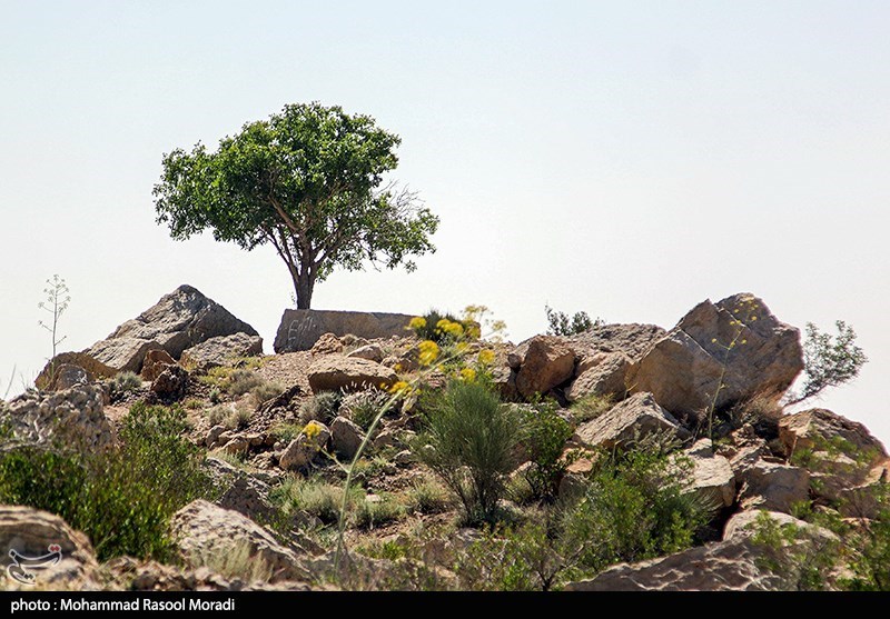 طبیعت کوه گنو بندرعباس/ گزارش تصویری