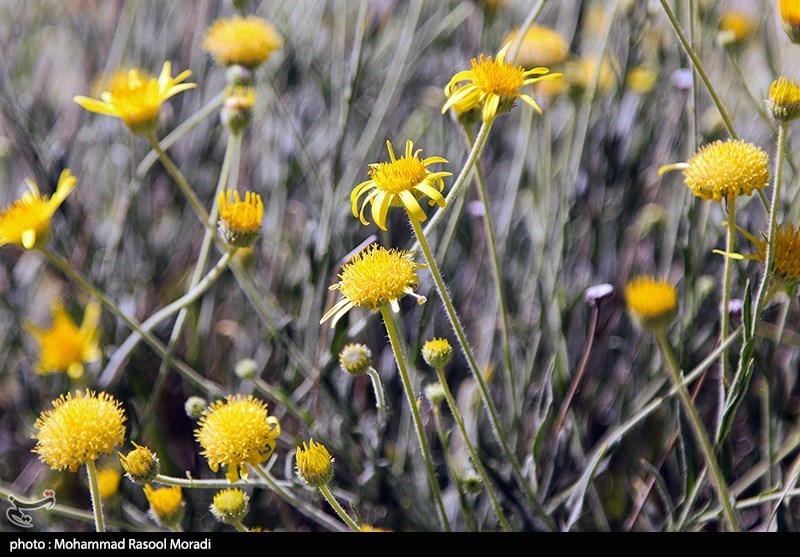 طبیعت کوه گنو بندرعباس/ گزارش تصویری