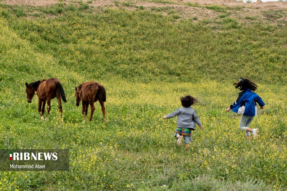 تپه‌های مخملی هزار دره ترکمن صحرا/ گزارش تصویری