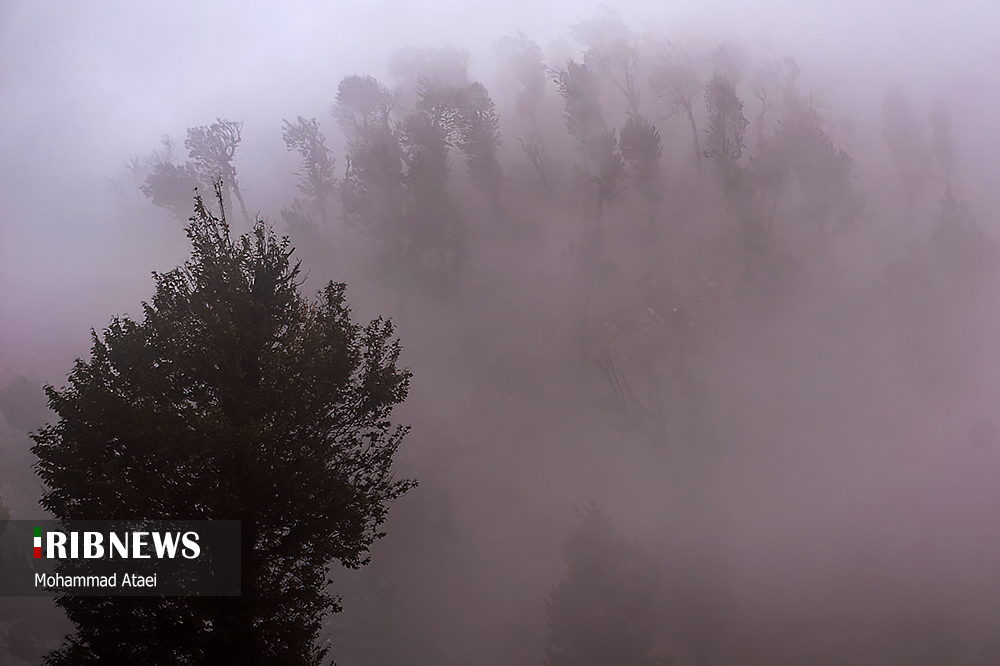 جنگل زیبای اولنگ بر فراز اقیانوسی از ابر‌ها/ گزارش تصویری