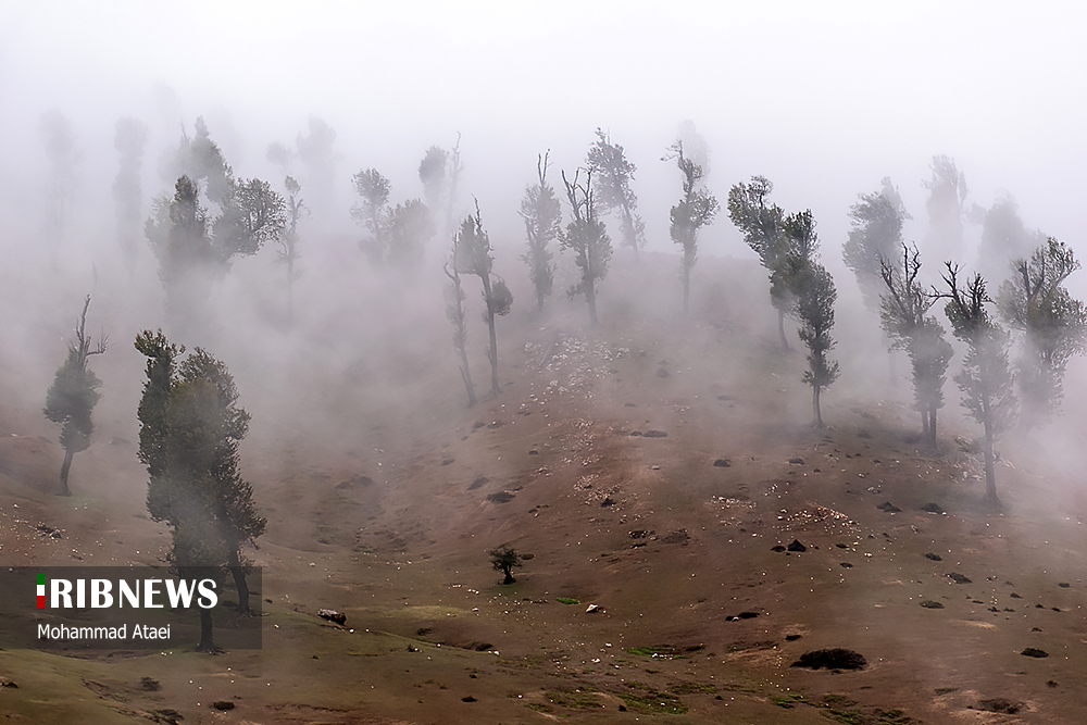 جنگل زیبای اولنگ بر فراز اقیانوسی از ابر‌ها/ گزارش تصویری