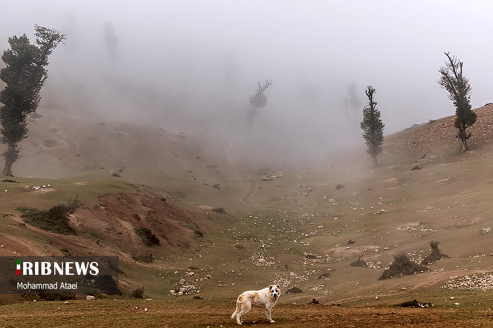 جنگل زیبای اولنگ بر فراز اقیانوسی از ابر‌ها/ گزارش تصویری