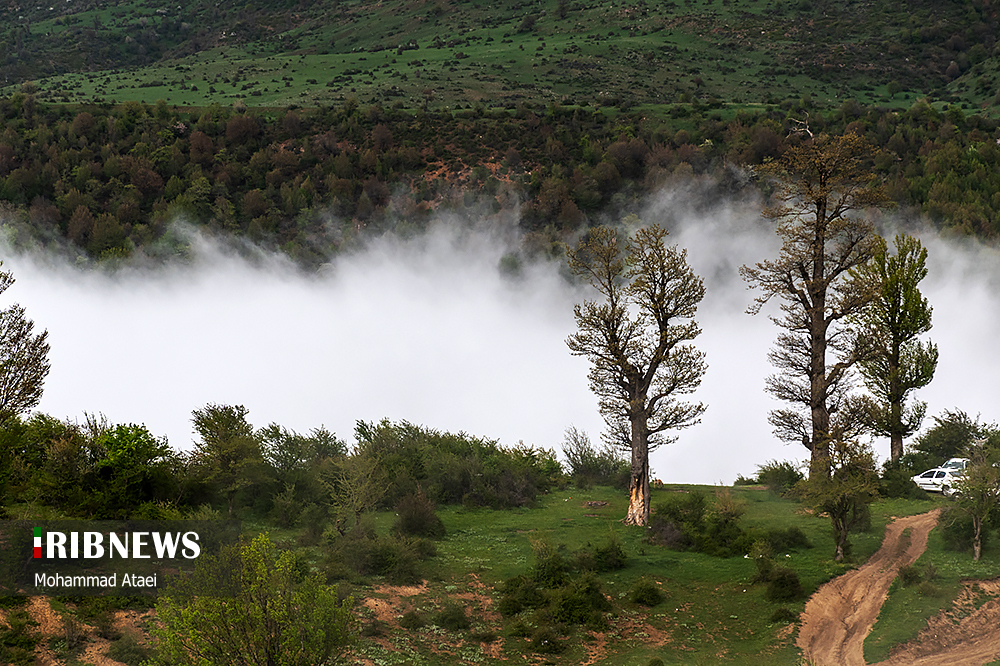 جنگل زیبای اولنگ بر فراز اقیانوسی از ابر‌ها/ گزارش تصویری