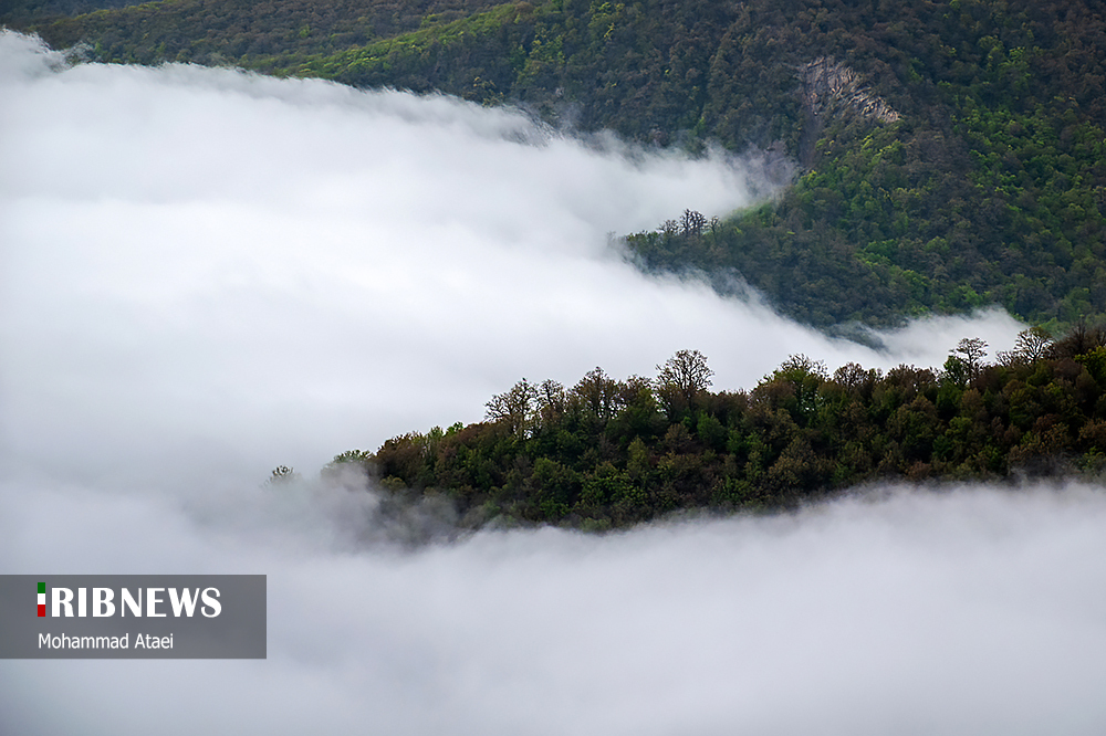 جنگل زیبای اولنگ بر فراز اقیانوسی از ابر‌ها/ گزارش تصویری