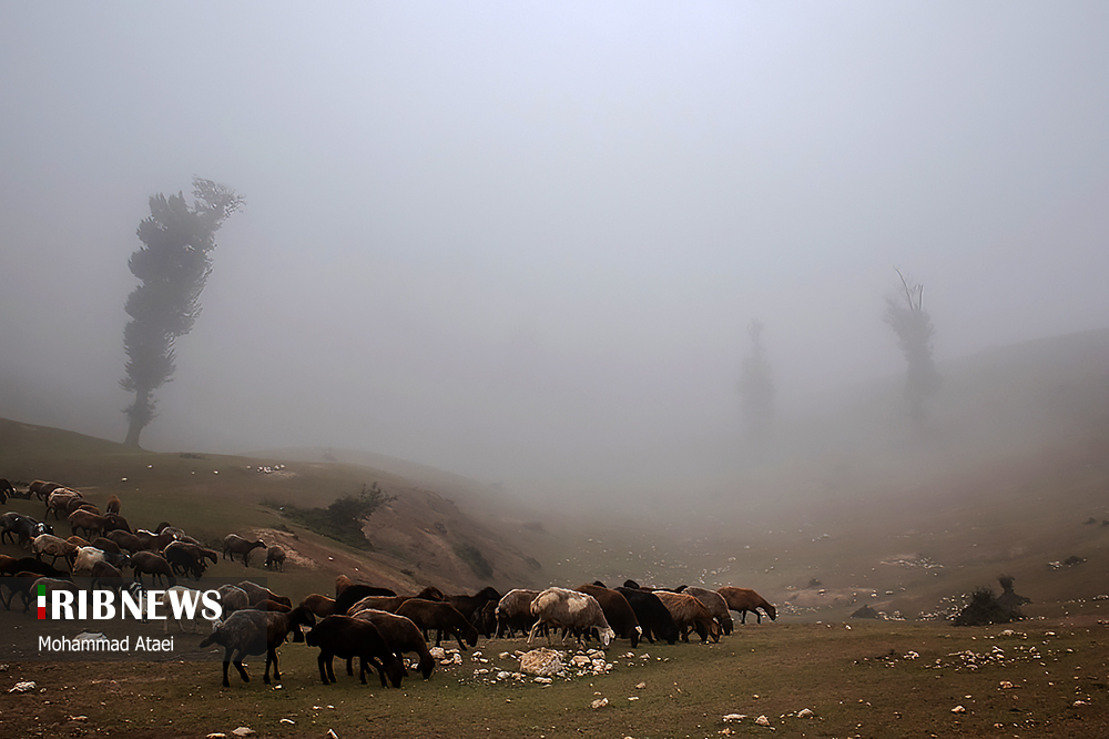 جنگل زیبای اولنگ بر فراز اقیانوسی از ابر‌ها/ گزارش تصویری