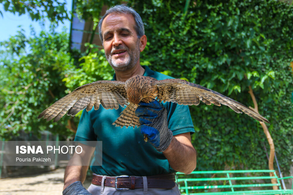 رهاسازی پرندگان شکاری در همدان/ گزارش تصویری