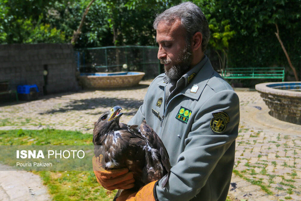 رهاسازی پرندگان شکاری در همدان/ گزارش تصویری