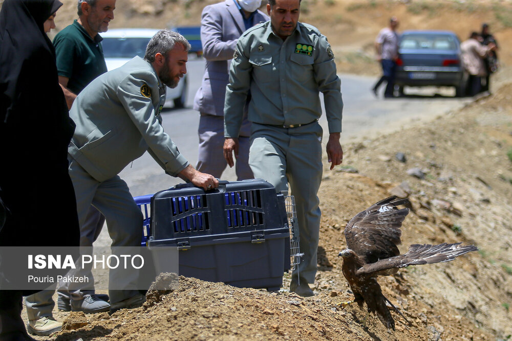 رهاسازی پرندگان شکاری در همدان/ گزارش تصویری