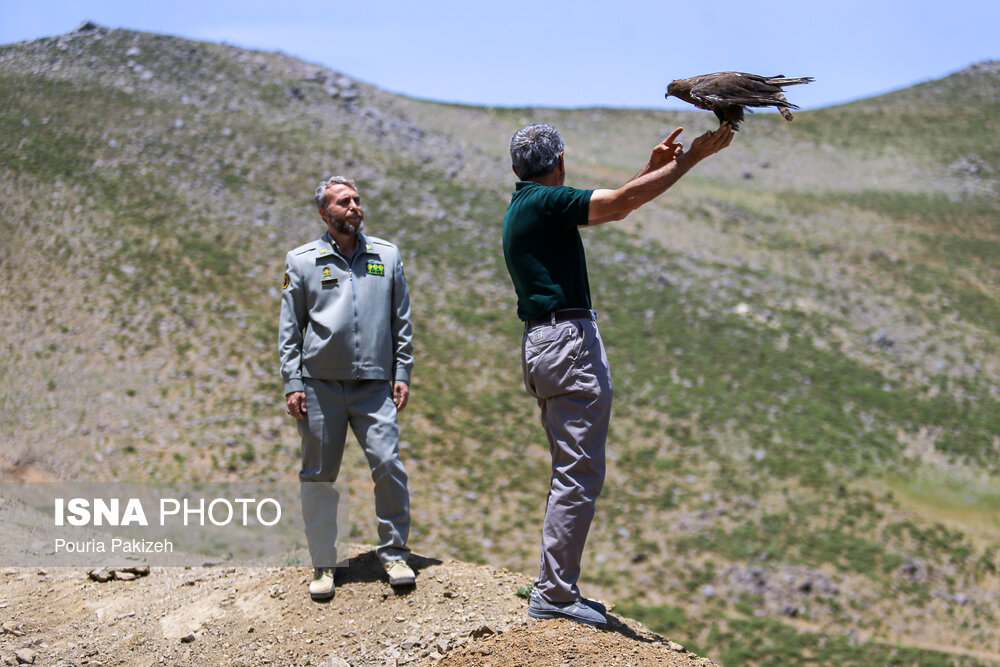 رهاسازی پرندگان شکاری در همدان/ گزارش تصویری