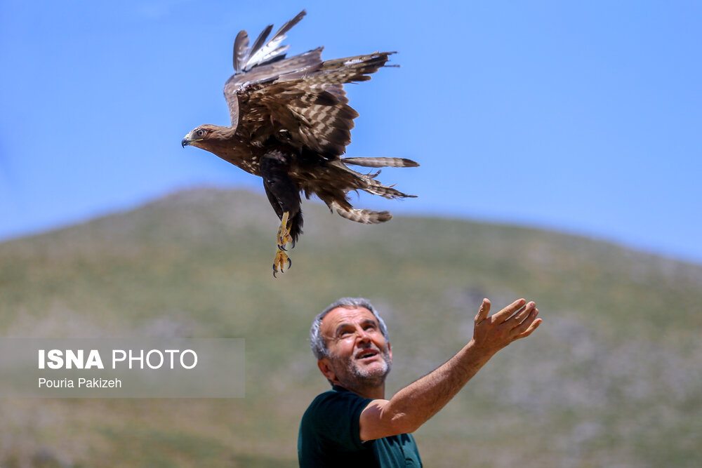 رهاسازی پرندگان شکاری در همدان/ گزارش تصویری