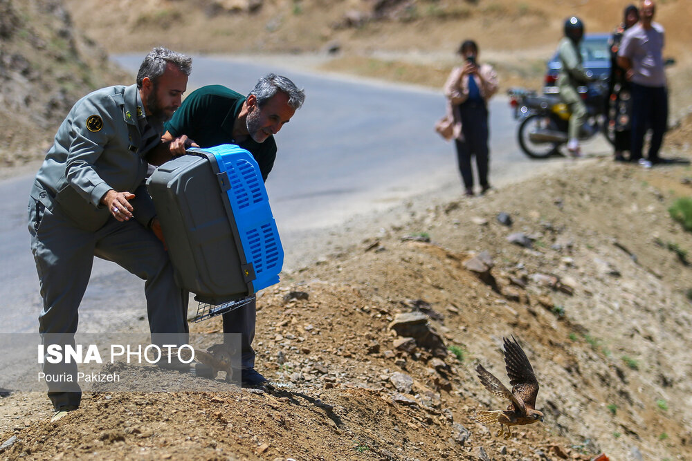 رهاسازی پرندگان شکاری در همدان/ گزارش تصویری