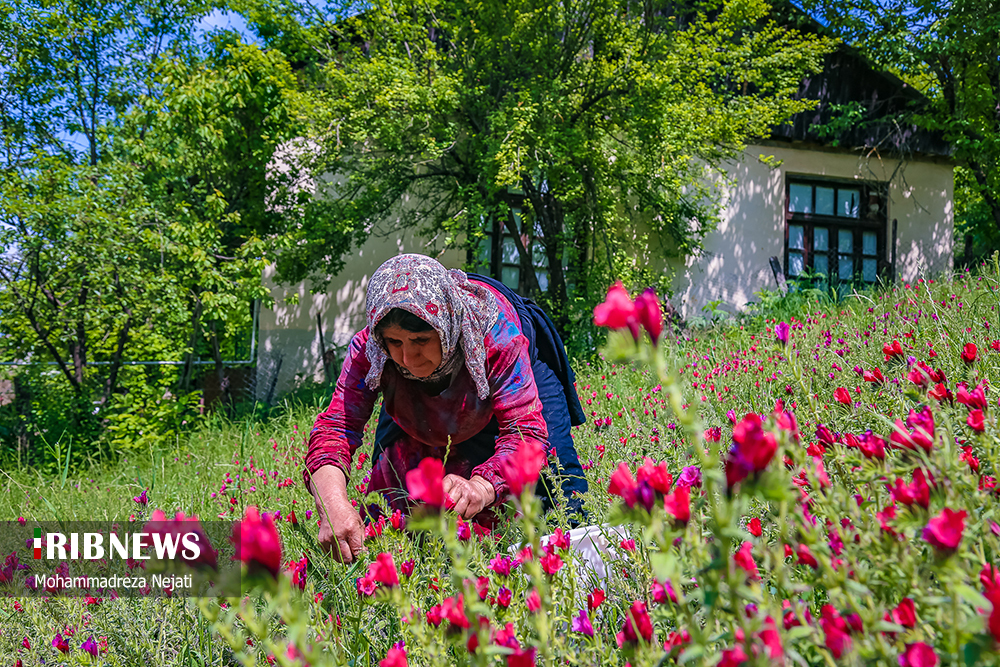 برداشت گل گاوزبان در مازندران/ گزارش تصویری